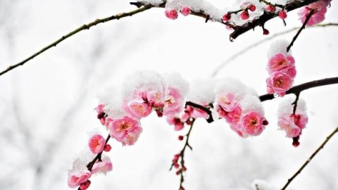 Humahalimuyak mula sa Pagdurusa ang Bango ng Pag-ibig